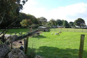 Roskilly's Farm - Cornwall Holiday Guide